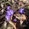 Hepatica - Hepatica nobilis