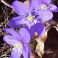 2026-04-12 Sinivuokko Hepatica nobilis