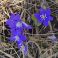 2026-04-12 Sinivuokko Hepatica nobilis
