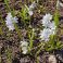 2026-04-21 Posliinihyasintti Puschkinia scilloides