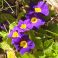 2026-05-08 Etelänkevätesikko Primula elatior