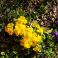 2026-05-08 Etelänkevätesikko Primula elatior