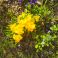 2026-05-08 Etelänkevätesikko Primula elatior