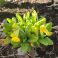2026-05-06 Kevätesikko 'Primula veris'