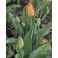 2026-05-08 Tulppaani 'Orange Passion'