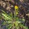 2026-05-08 Voikukka Taraxacum officinalis