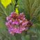 2026-05-08 Herttavuorenkilpi Bergenia cordifolia