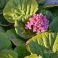 2026-05-08 Herttavuorenkilpi Bergenia cordifolia