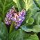 2026-05-08 Herttavuorenkilpi Bergenia cordifolia