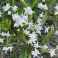 2026-05-08 Scilla siberica 'Alba'