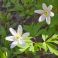 2026-05-10 Valkovuokko Anemone nemorosa