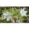 2026-05-10 Valkovuokko Anemone nemorosa