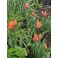 2026-05-13 Tulppaani 'Orange Passion'