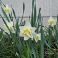 2026-05-20 'White Lion'