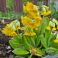 2026-05-19 'Primula veris'