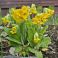 2026-05-19 'Primula veris'
