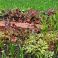 2026-05-19 Heuchera