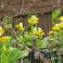2026-05-19 'Primula veris'