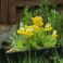 2026-05-19 'Primula veris'