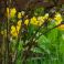 2026-05-19 'Primula veris'