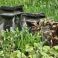 2026-05-19 Tiarella cordifolia