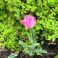 2026-05-2020 Tulpan 'Lady Rozetta'