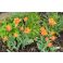 2026-05-20 Tulppaani 'Orange Passion'