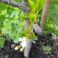 2026-05-20 Suklaakirsikka Prunus cerasus 'Chokoladnaja'