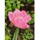 2026-05-21 Tulpan 'Lady Rozetta'