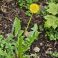 2026-05-21 Voikukka Taraxacum officinalis