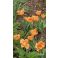 2026-05-21 Tulppaani 'Orange Passion'