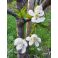 2026-05-21 Suklaakirsikka Prunus cerasus 'Chokoladnaja'