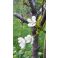 2026-05-21 Suklaakirsikka Prunus cerasus 'Chokoladnaja'