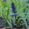 2026-05-28 Revsuga Ajuga reptans ’Atropurpurea’