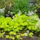 2026-05-28 Tiarella cordifolia