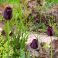 2026-05-28 Papegojtulpan 'Black Parrot'