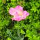 2026-05-28 Tulpan 'Lady Rozetta'