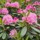 2026-06-03 Rhododendron