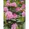 2026-06-03 Rhododendron