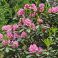 2026-06-03 Rhododendron