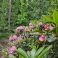 2026-06-06 Rhododendron