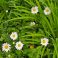 2026-06-11 Päivänkakkara Leucanthemum vulgare 'Maikönigin'