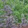 2026-06-12 Physocarpus opulifolius 'Diabolo'