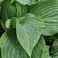 2026-06-14 Hosta 'Krossa Regal'