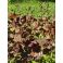 2026-06-18 Heuchera micrantha 'Palace Purple'