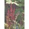 2026-06-18 Loistosalvia Salvia x sylvestris 'Caradonna'