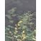 Aruncus dioicus