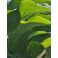 2026-06-18 Hosta 'Krossa Regal'