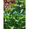 2026-06-18 Hosta 'Krossa Regal'