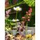2026-06-22 Keijunkukka Heuchera